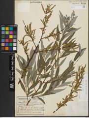 Foto von Salix alba subsp. alba L.